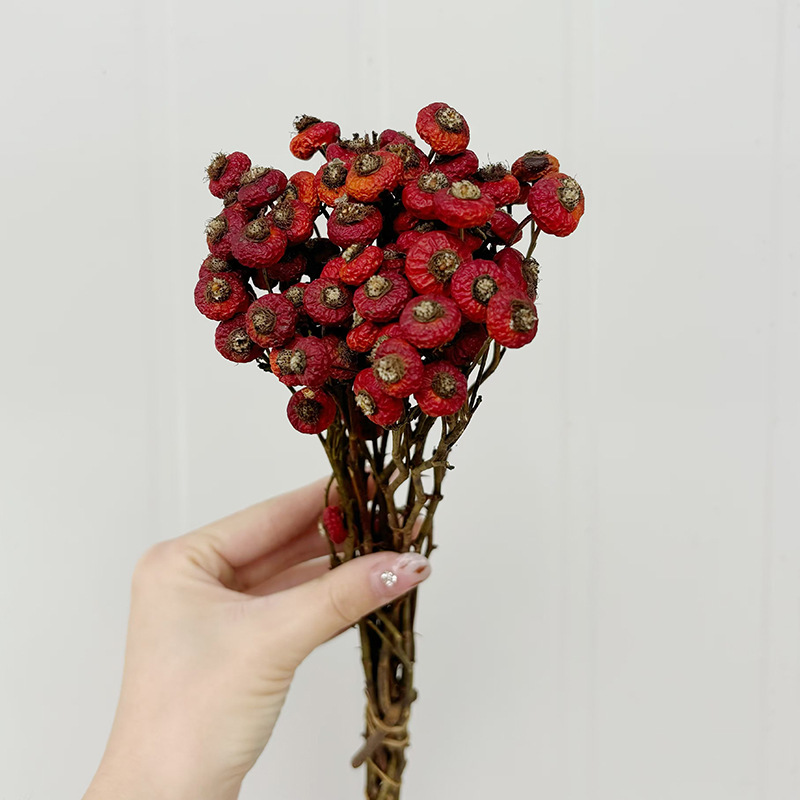 10 قطع/حزمة من ثمار الورد المج - مراجعة Dried Flower Bulk وسعره